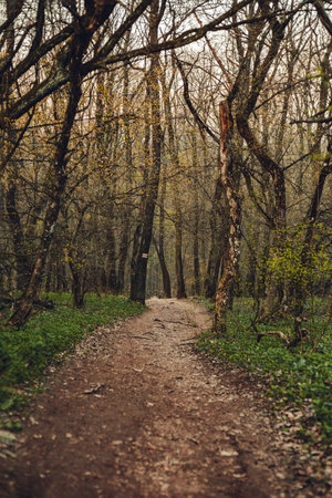 Image - Amazing colorful forest in Europe with a lot of trees and foliage at evening.  Broken and  fallen tree over the forest path (way) with sunlight, green grass and misty on background.の写真素材