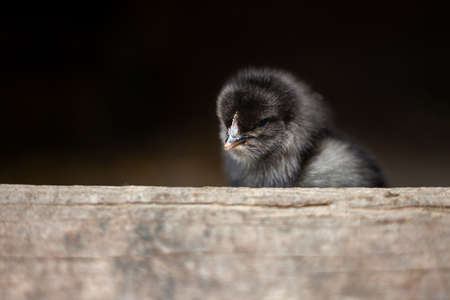 Portrait of beautiful and black illuminated little chicken standing on the edge of wooden table on dark background. Cute small chicken in the hen house posing and looking to camera - natural light.の写真素材