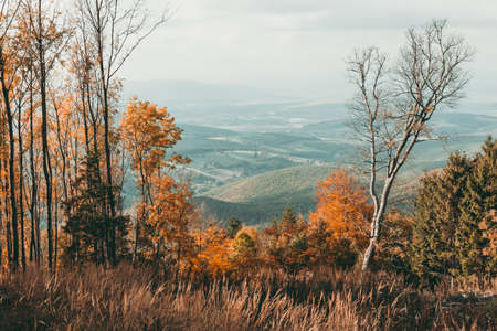 Photo of autumn landscape scene- colorful trees with beautiful hills and mountains on background.  Foggy and misty view of fall scene with old and damaged tree in the middle of photo. Colorful Valley.の写真素材