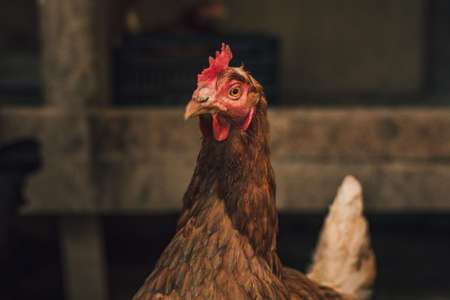 Close up portrait of hen (hampshire) in free breeding (free range). Brown hen posing to camera in breeding house . Illuminated and isolated hen resting in the hen house.の写真素材