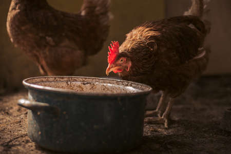 Portrait of Hampshire hen is feeding from the pot on the farm. Single hen pecks corn in breeding house. Free range feeding poultry on the farmyard. Chicken with head in the pot - natural light.の写真素材