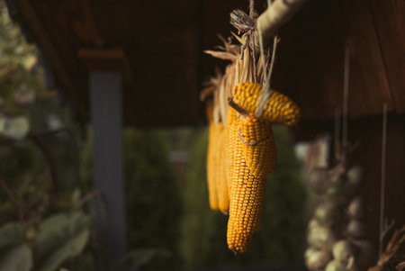 Dark close-up photo of Illuminated (natural light) Colorful corn cobs hanging up to dry on wooden roof of Cabin. Beautiful golden-yellow maizes hanging on the wooden branch on dark background.の写真素材