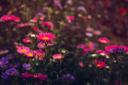 Image - Group of beautiful and colorful Asters in the garden on sunset - toned photo. A lot of illuminated pink and purple Asters in the park with sunlight on background. Colorful flowers on sunset.の写真素材