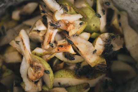 Illuminated photo of bees and flies eating old and rotten apples and pears in the slop pail. Group of insects on the overriped heap of pears and apples - natural light.の写真素材