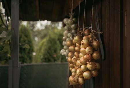 Image - illuminated bundles of onions (green, red) and garlic hanging against the wooden wall. Onions drying up for storage in market. Dark photo- Bunches of fresh vegetables hanging on wooden branch.の写真素材