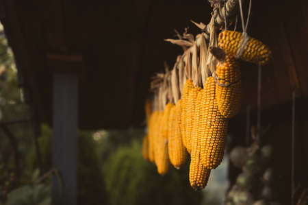 Dark close-up photo of Illuminated (natural light) Colorful corn cobs hanging up to dry on wooden roof of Cabin. Beautiful golden-yellow maizes hanging on the wooden branch on dark background.の写真素材