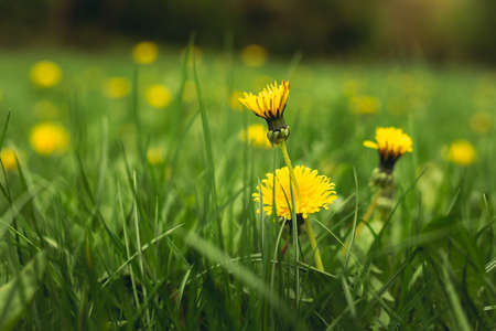 A meadow with a lot of illuminated yellow dandelions with natural light on sunset with forest on background.  Dark close up shot of a several dandelions in the high green grass on the field on sunset.の写真素材