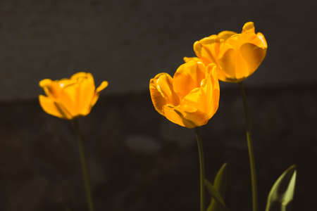 3 heads of beautiful and yellow tulips with natural sunlight on dark background. Golden - yellow tulips plants in the garden on sunrise with green leafs and empty space for text on black background.の写真素材