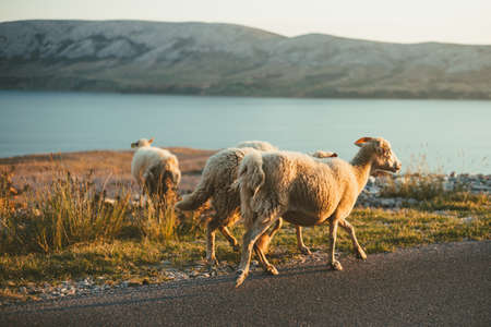 Group of a furry sheeps in the Croatia - island Pag feeding and running next to the road on sunset. Illuminated Sheeps on the coast standing on the road with sea and mountains on background.の写真素材