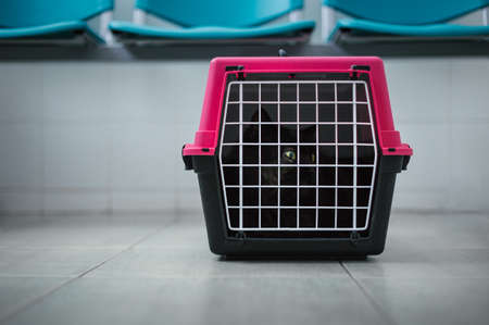 Illuminated case (with black and dark black cat inside) on the floor in waiting room in Veterinary ambulance. Furry tomcat in pink travel crate waiting for a Vet with blue chairs on background.の写真素材