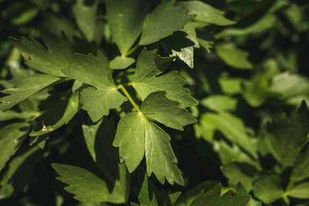 Illuminated closeup photo of green leaves of Lovage plant (Levisticum officinale) growing in the...