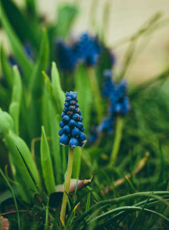 Image of beautiful blue Muscari botryoides - grape hyacinth in the garden on sunset. Close up photo of fresh grape hyacinth in green grass  Cute dark  bluef lowers in spring.の写真素材
