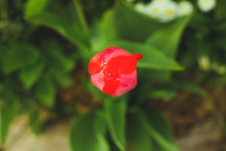 Close up of illuminated red tulip from above on sunlight in spring. Image of red tulip flower with green leafs in the garden - top view.の写真素材