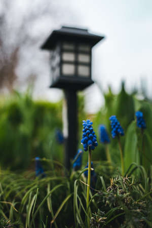 Image of beautiful blue Muscari botryoides - grape hyacinth in the garden on sunset. Close up photo...