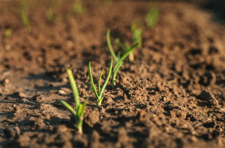 Image - Close up photo of young and small onions in rows. Onion plants growing in the clay soil in springtime on sunset. Onion is growing in the dark brown soil - beautiful blurred backgroundの写真素材