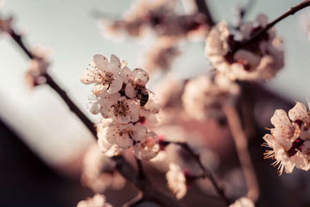 Close up photo of bee pollinating the blooming apricot tree in the garden on sunset. Toned  image - details of blooming tree with beautiful and colorful sunlight on blurred background. Dark backgroundの写真素材