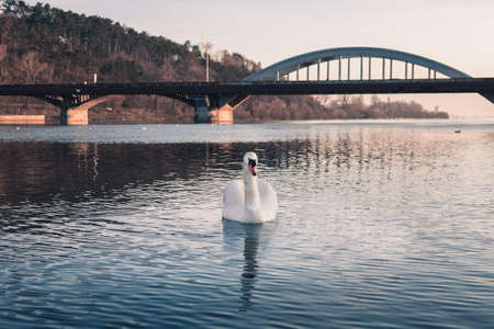 Image - Swan on the river with reflection in crystal blue water and bridge on background. Illuminated Swan posing on river (lake) on sunset. Swan on the river in Piestany city (Slovakia)の写真素材