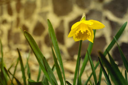 Beautiful yellow Daffodil flower on sunset with stone wall on background.  Close up of Yellow Narcissus with green leafs in spring  - photo with sunlight.の写真素材