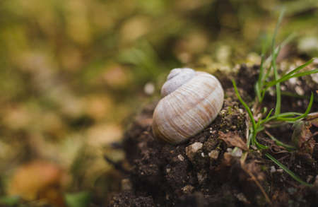 Image - Snail shell on the soil in forest with greenery on background on sunset with grass on background.  Close up photo of Helix Pomatia snail in garden with closed shell (protection) on sunset.の写真素材