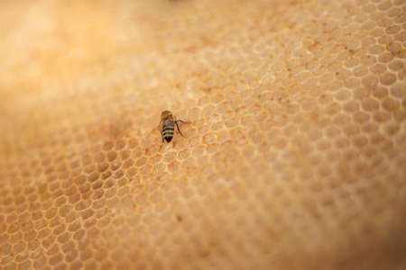 Close up photo of bee on the golden honeycomb full of nectar. Bee convert nectar into the honeycomb. Bee working on yellow honeycomb in apiary - forest.の写真素材