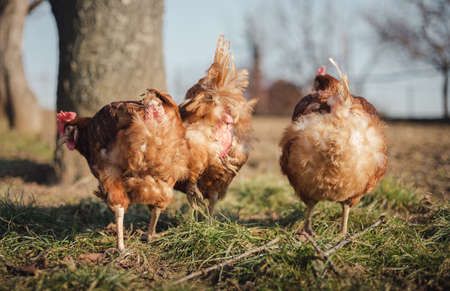 Group of hens feeding on barn yard on sunset.  Brown hens looking for food in farm yard. Chickens standing and walking on green grass in spring time.の写真素材