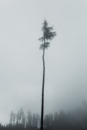 Vertical photography of long single pine tree in misty and foggy morning with other blurred trees on background.の写真素材