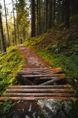 Broken and damaged wooden bridge over the forest stream with colorful plants in forest. Vertical landscape photo of forest path with wooden bridge crossing the stream - natural sunlight on background.の写真素材