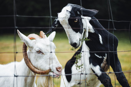 Portrait of beautiful and cute goats standing on the green meadow near the forest (free range) and posing to camera. Crazy goats are feeding and jumping on the fence in autumn time.の写真素材