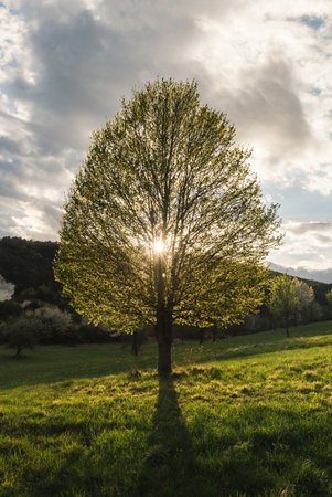 Beautiful blooming tree on meadow with hill and several trees on background at sunset . Sunray shining throught the crown of tree - vertical photo. Tree on green field - cloudy dramatic sky.の写真素材
