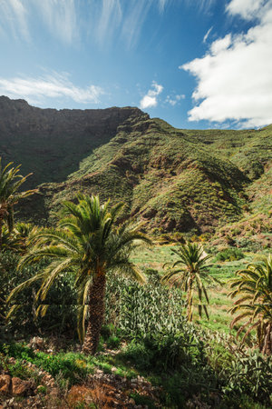 Vertical photo of beautiful Masca village of Tenerife, Spain. Panoramic view of palm trees and green hills with cloudy sky in Canary Islands.の写真素材