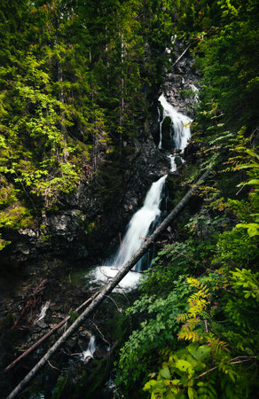 Vertical photo of wooden tree trunk crossing the waterfall in autumn forest (mountains). Waterfall in season with smooth streaming  - colorful plants on foreground.の写真素材