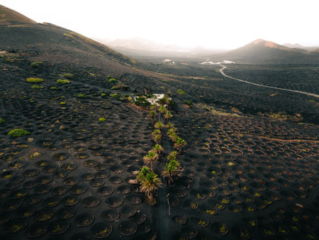 Aerial photo of vineyards with green palm trees in volcanic Island Lanzarote - Canary Islands. Black and dark lava holes and grape plants with volcanoes and hills on background at sunset.の写真素材