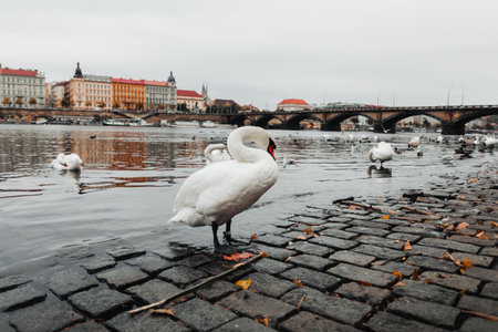 Swans floating on Vltava river in Prague with bridge on background - autumn season. Iconic swans on Vltava - dark moody photography.の写真素材