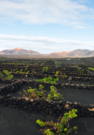 Volcanic vineyard of La geria region in Lanzarote - Canary Islands with black sand and green bush of vine  with blue sky.の写真素材