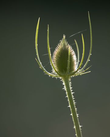 Teasel plant with sun backlighting and slight web detail