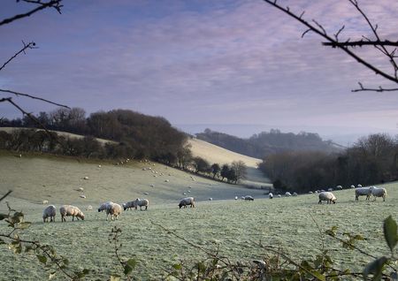 Early frosty morning shot of sheep on the landscapeの写真素材