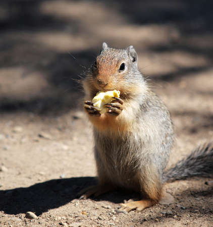 Ground squirel