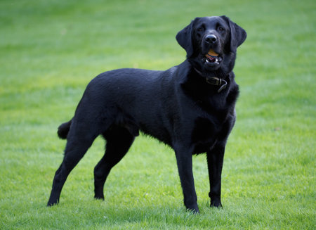 Black labrador posing for a pictureの写真素材