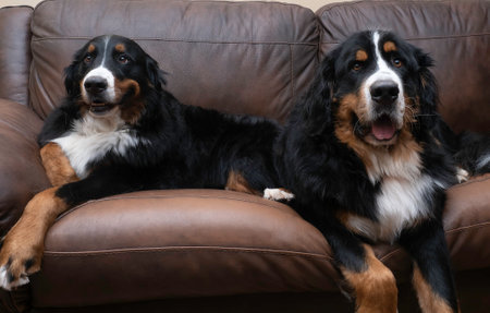 Two Bernese Mountain dogs relaxing on the sofa at home posing for a pictureの写真素材