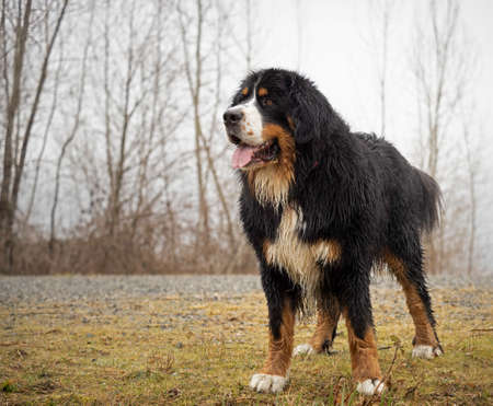 Bernese Mountain Dog wet from the rain and playing in the riverの写真素材