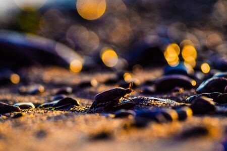 Crawling bugの写真素材