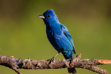 An indigo bunting perched in the afternoon sunshineの写真素材