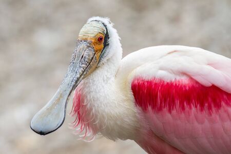 A potrait of a roseate spoonbill durng breeding season.の写真素材