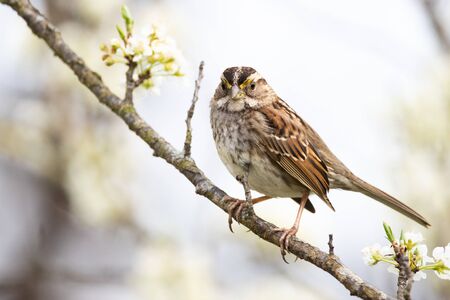 White-throated Sparrow on Plum Branchの写真素材