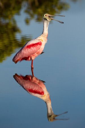 A roseate spoonbill wading in a salt marsh.の写真素材