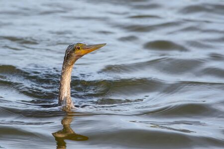 Anhingaの写真素材