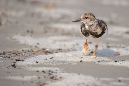 A ruddy turnstone walking the beach in search of food.