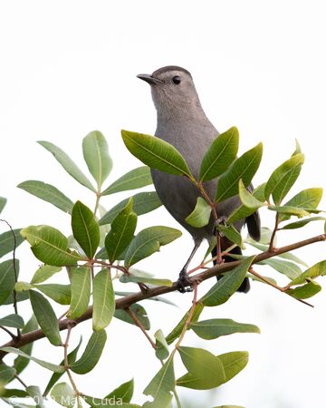 A grey catbird perched.の写真素材