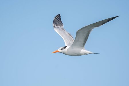 A royal tern in flight.の写真素材