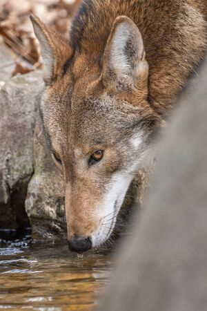 A red wolf drinking water.